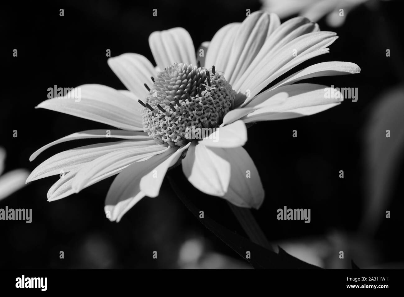 Close-up of a yellow flower blossom in the sunshine with blurred background as a black and white shot Stock Photo