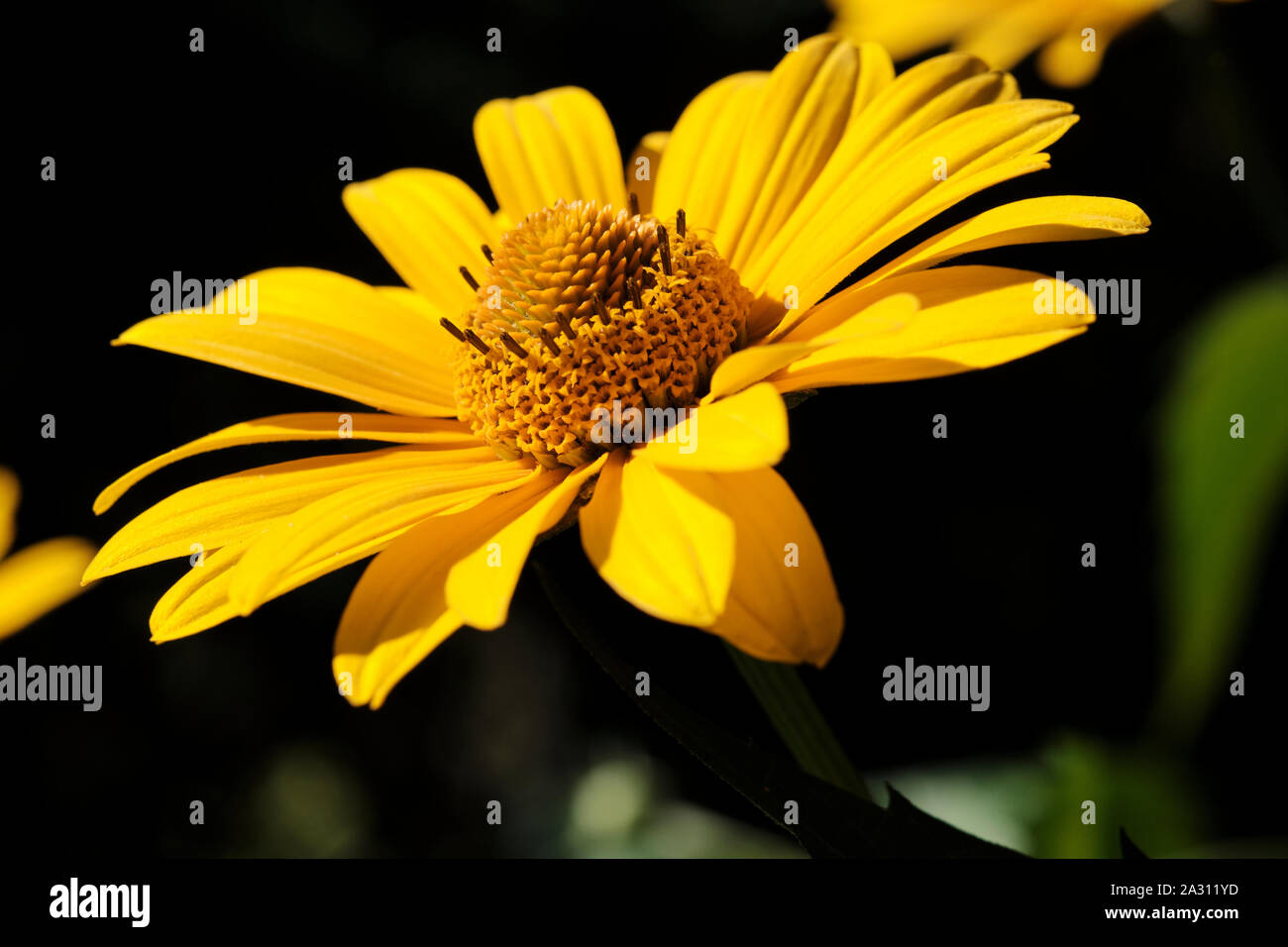 Close-up of a yellow flower blossom in the sunshine with blurred background Stock Photo