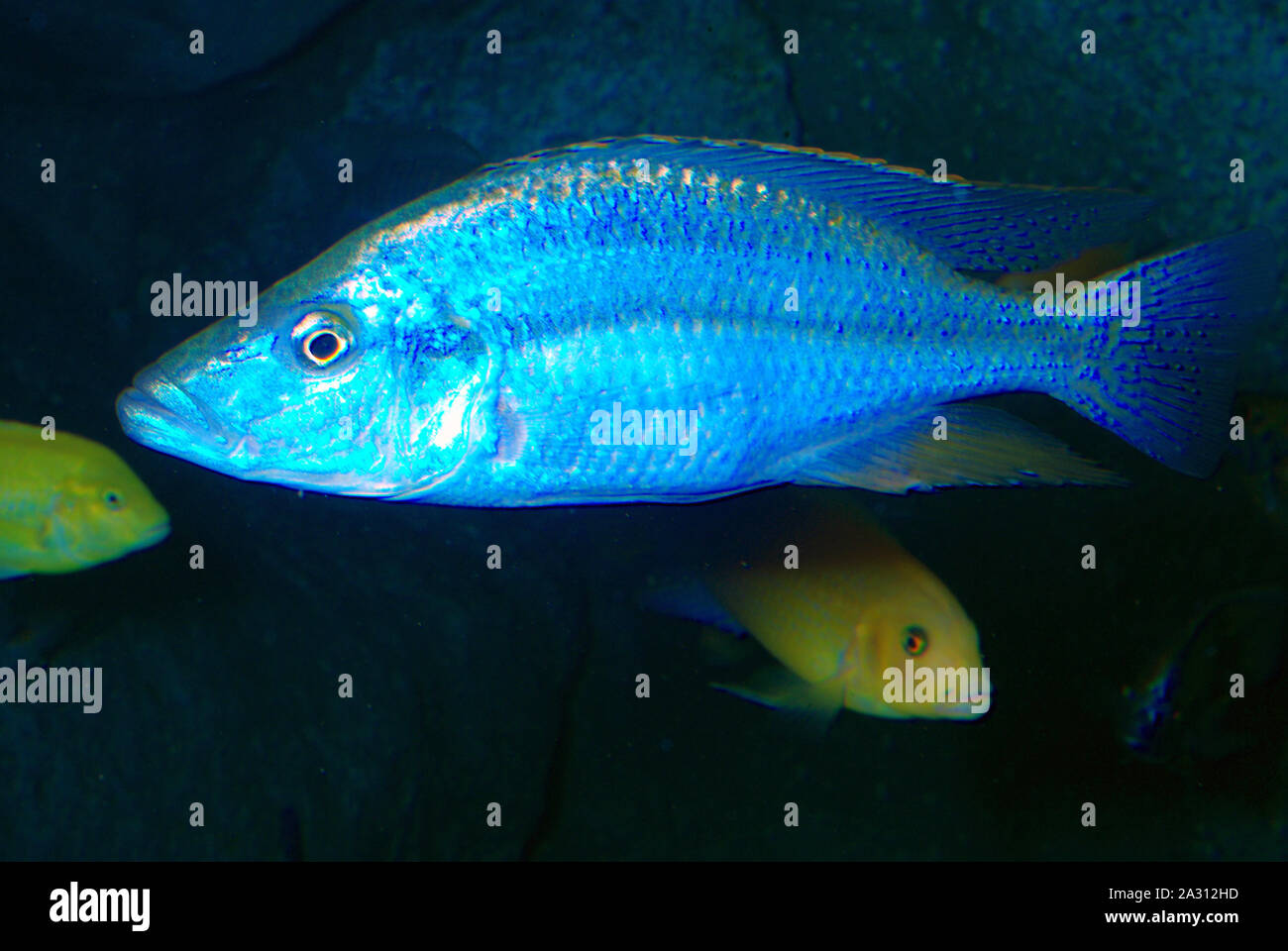 Male Malawi eyebiter, Dimidiochromis compressiceps Stock Photo
