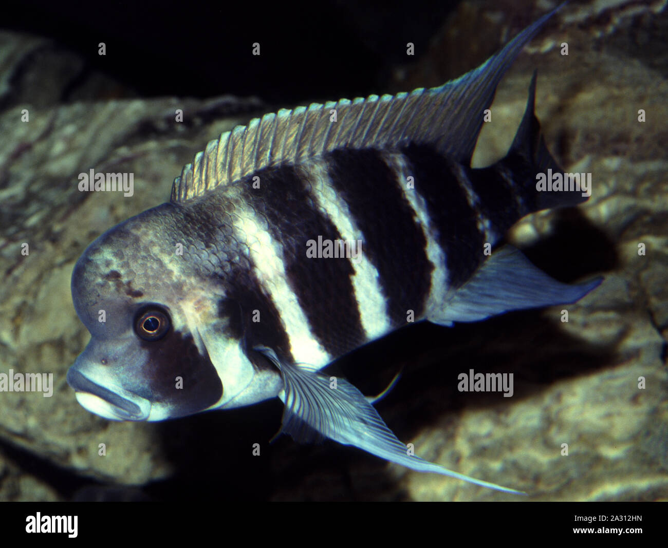 Humphead or Frontosa cichlid, Cyphotilapia frontosa Stock Photo
