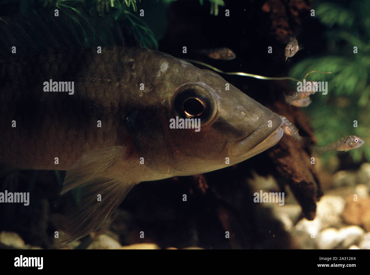 Guenther's mouthbrooder, Chromidotilapia guntheri, with its fry Stock Photo