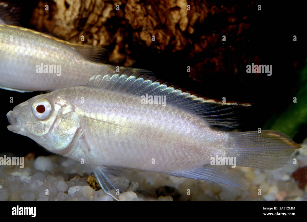 Albino Kribensis or Purple cichlid, Pelvicachromis pulcher Stock Photo