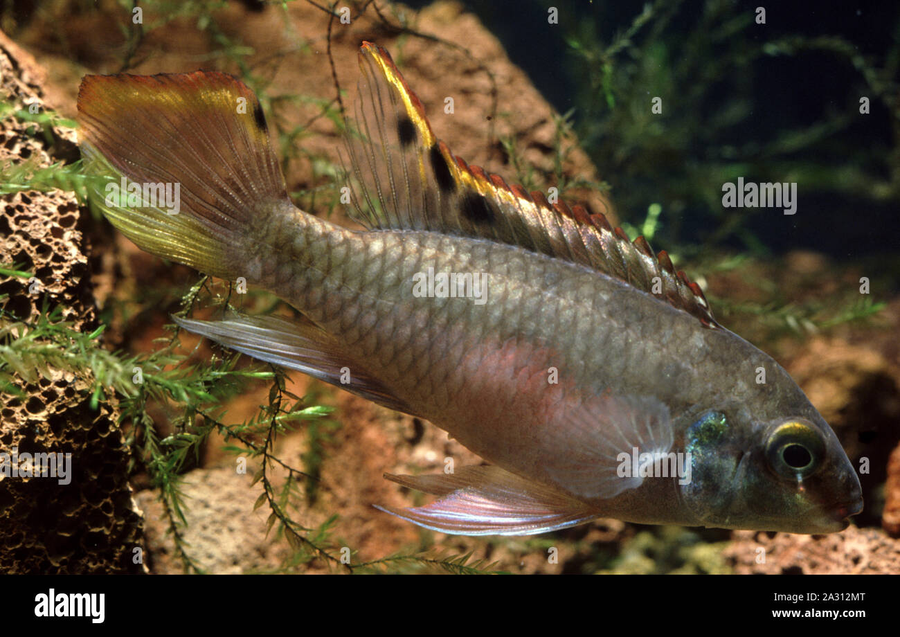 Male Kribensis or Purple Cichlid, Pelvicachromis pulcher Stock Photo