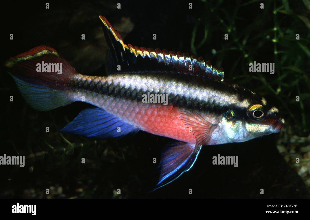 Male Kribensis or Purple Cichlid, Pelvicachromis pulcher Stock Photo
