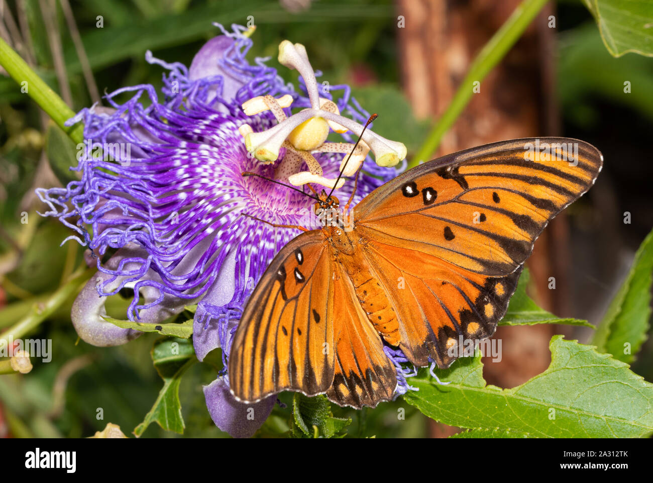 Dorsal view of a Gulf Fritillary butterfly getting nectar from the purple bloom of its host plant, the Passion Flower Stock Photo