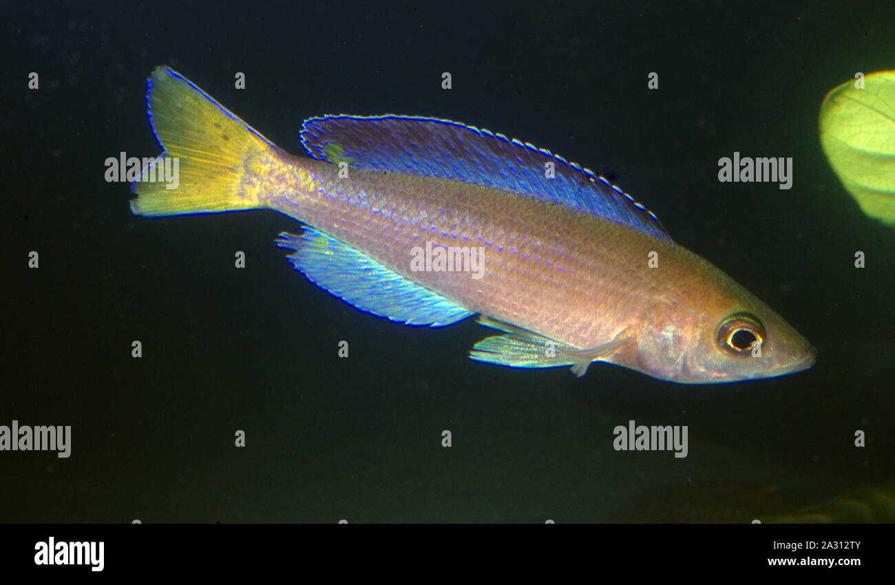 Sardine-cichlid, Cyprichromis leptosoma Stock Photo