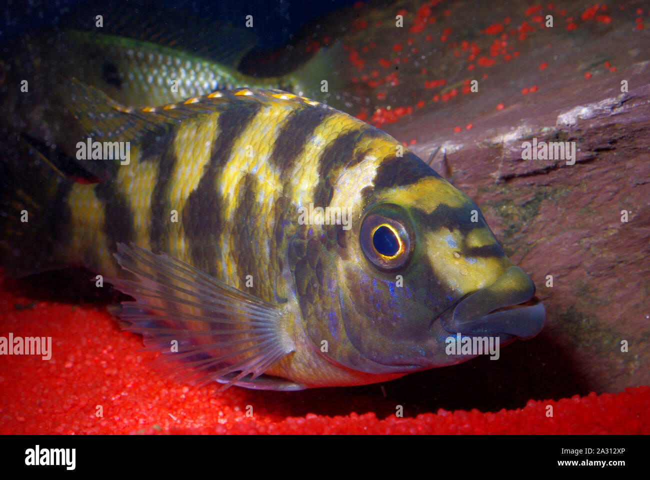 Haplochromis sp. Lake Victoria Cichlid Stock Photo