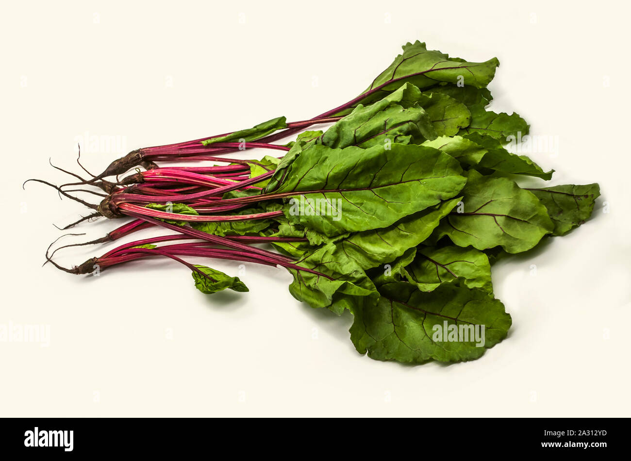 Young shoots of red beet with bright green leaves and maroon veins used