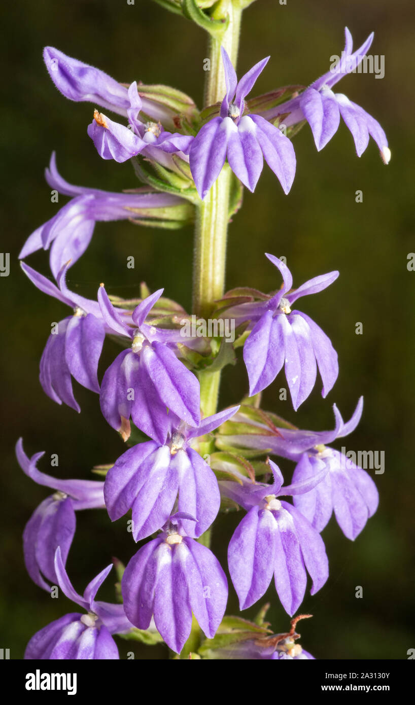 Late summer and fall blooming lavendar-blue flowers of Great Blue Lobelia, Lobelia siphilitica attract Hummingbirds Stock Photo