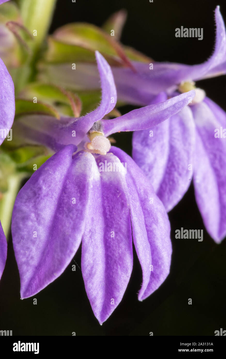Closeup of lavendar-blue flowers of Great Blue Lobelia Stock Photo