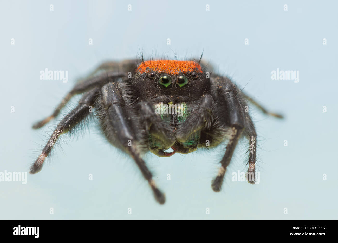 Beautiful male Phidippus apacheanus jumping spider on light blue background Stock Photo