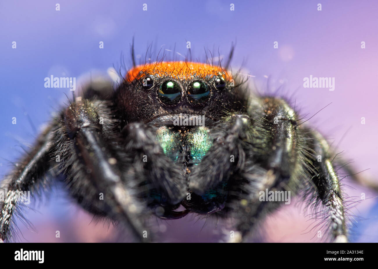 Closeup of a beautiful red and black, male Phidippus apacheanus jumping spider on purple background Stock Photo