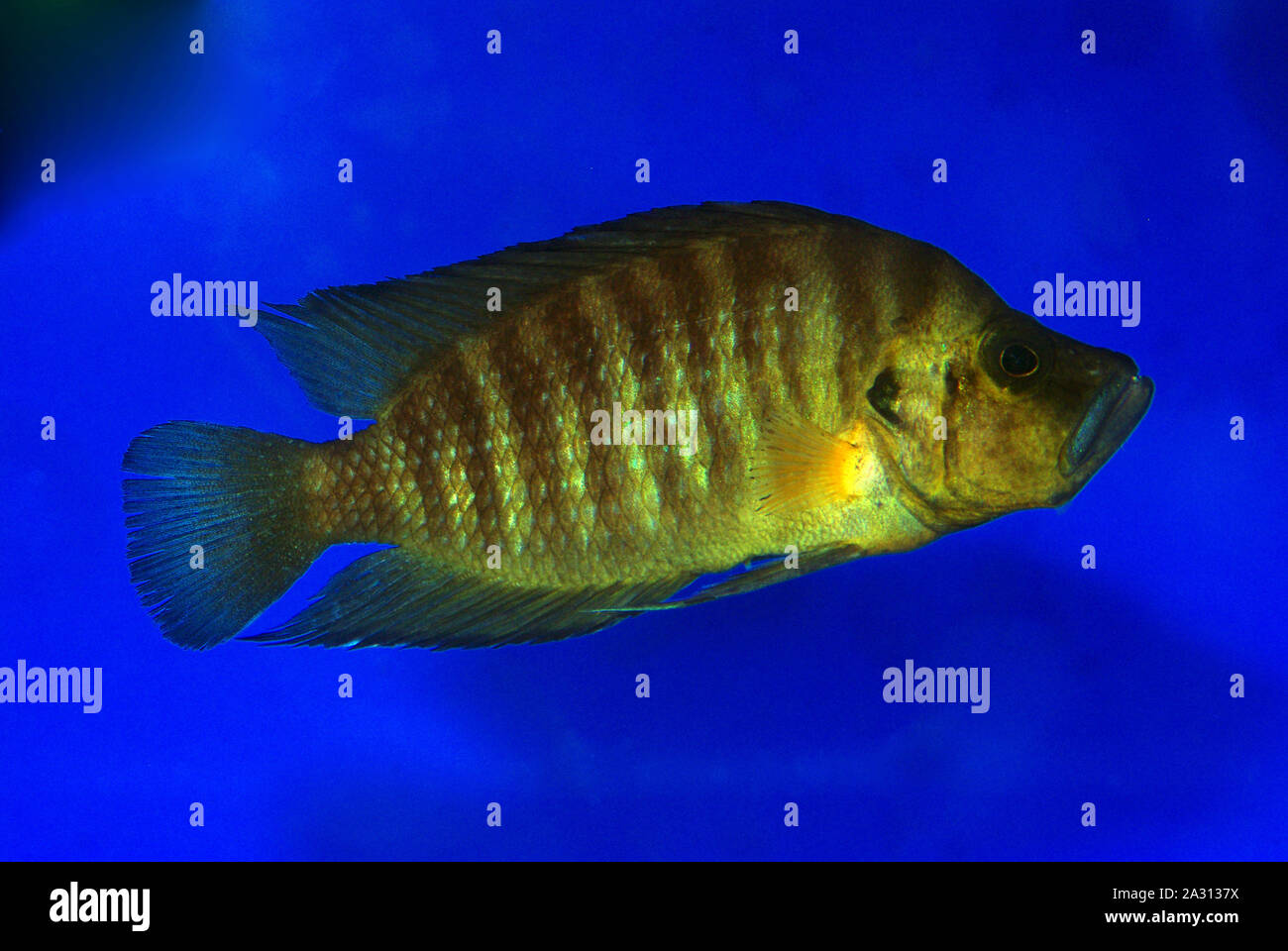 Pearly calvus or Compressed cichlid, Altolamprologus calvus 'gold' Stock Photo