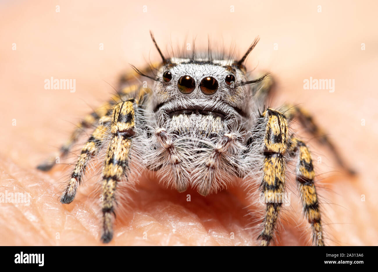 Female Phidippus mystaceus jumping spider sitting on a human finger Stock Photo
