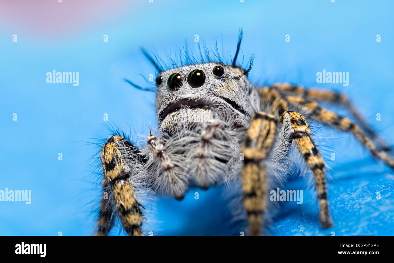 Beautiful female Phidippus mystaceus jumping spider against blue background Stock Photo