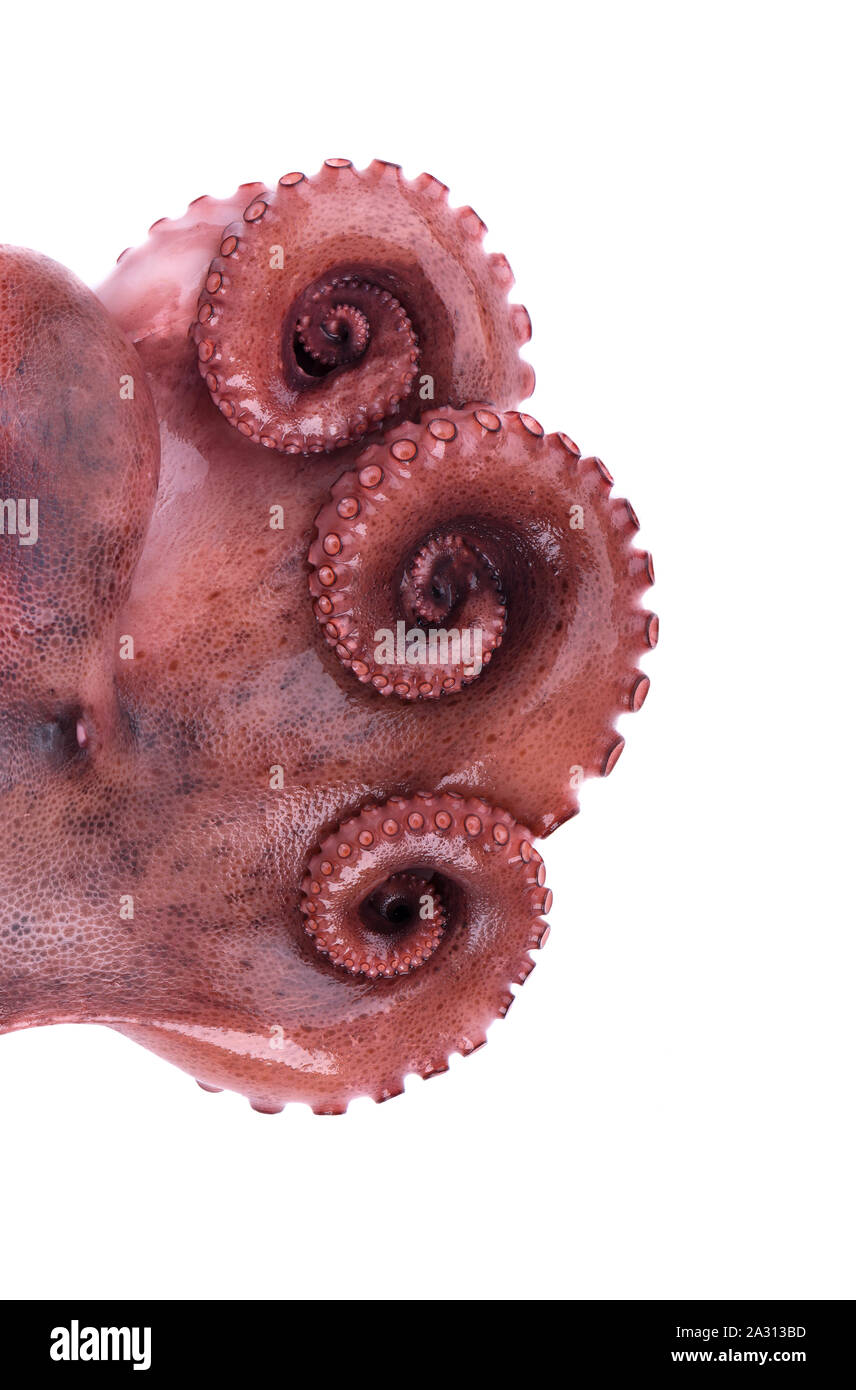 Boiled octopus isolated on white background. Boiled octopus tentacles