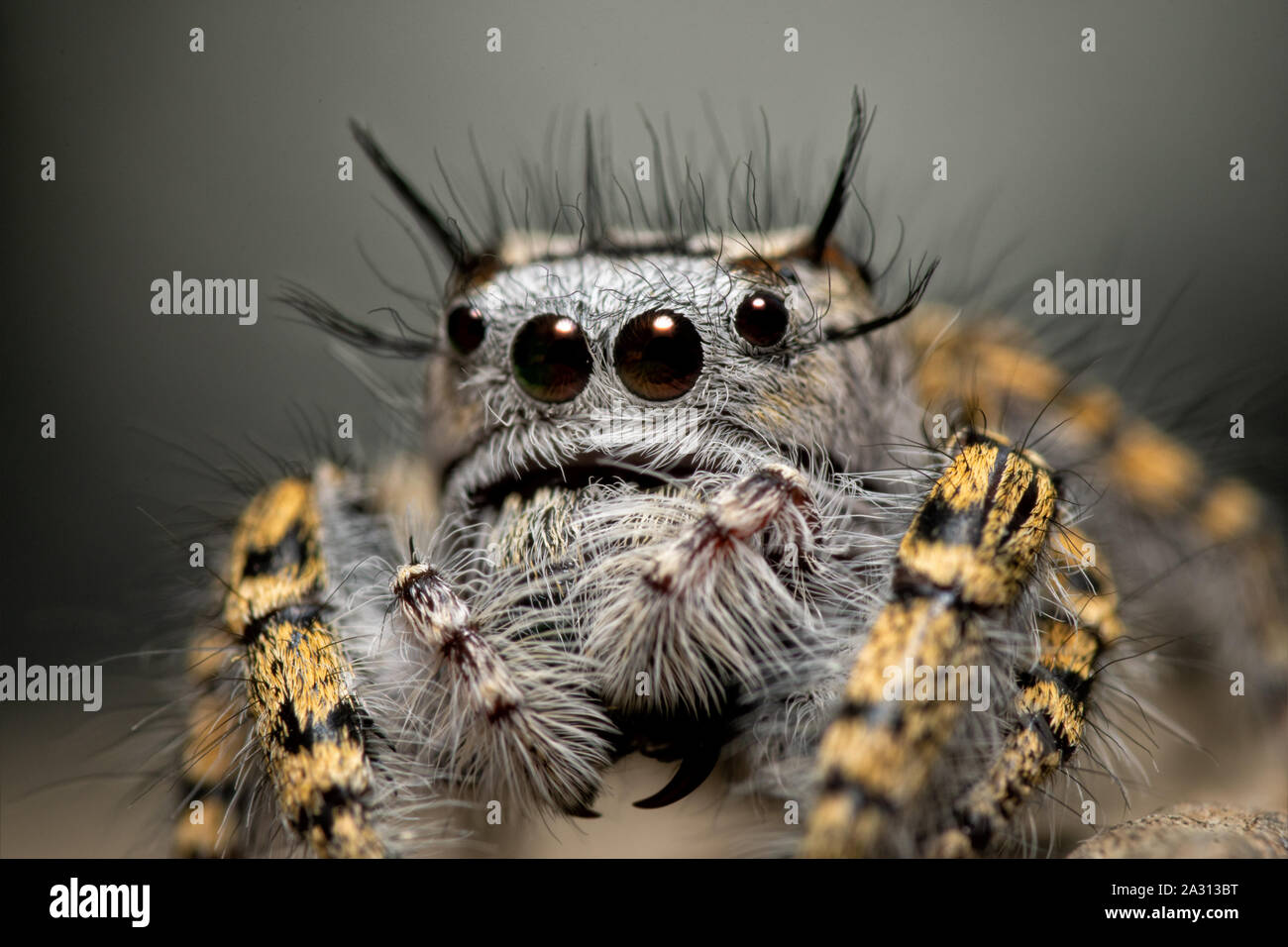 Closeup of a female Phidippus mystaceus jumping spider Stock Photo
