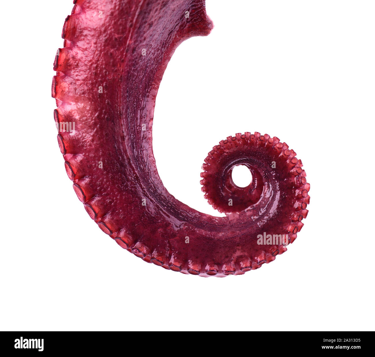 Boiled octopus isolated on white background. Boiled octopus tentacles