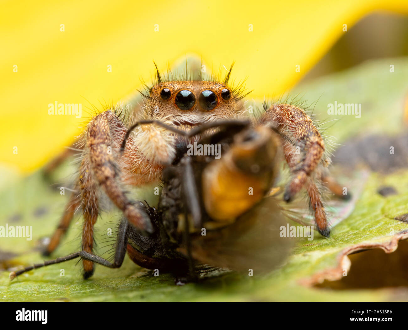 Beautiful female Phidippus princeps jumping spider eating a fly while sitting on a Sunflower Stock Photo