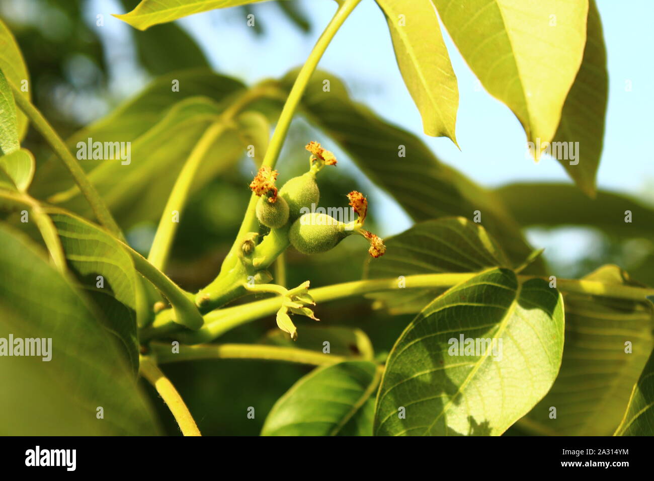 The picture shows little walnuts on the walnut tree. Stock Photo