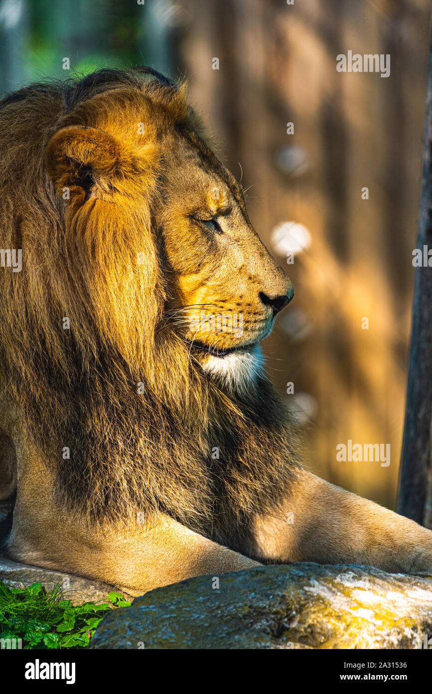 Male Lion in zoo Herberstein Austria resting in sun Stock Photo - Alamy