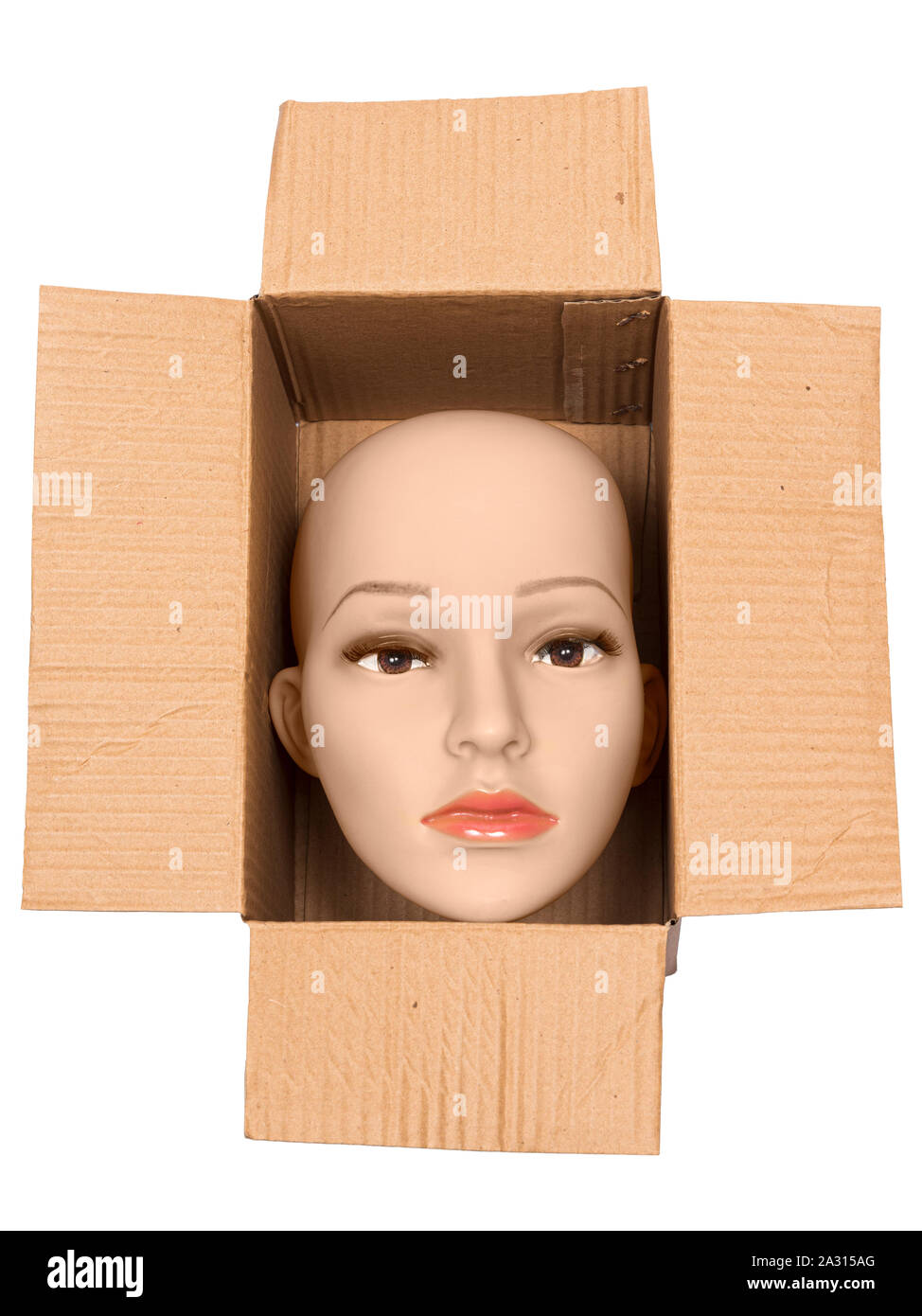Vertical shot of a bald woman mannequin head inside an open cardboard box. White background. Stock Photo