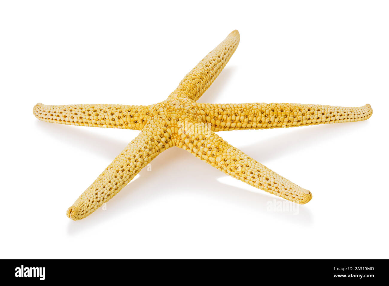 Yellow starfish isolated on white background Stock Photo - Alamy