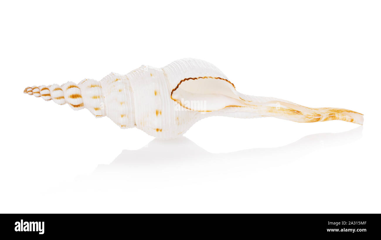 Spiral seashell isolated on white background. Fusinus colus light color Stock Photo