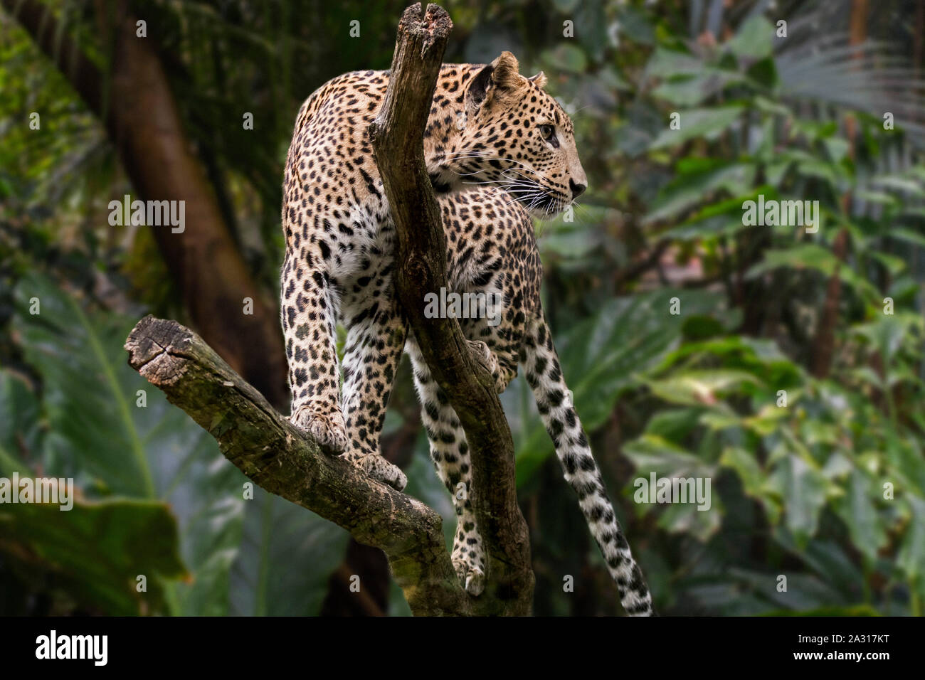 Sri Lankan leopard (Panthera pardus kotiya) in tree, native to Sri Lanka Stock Photo