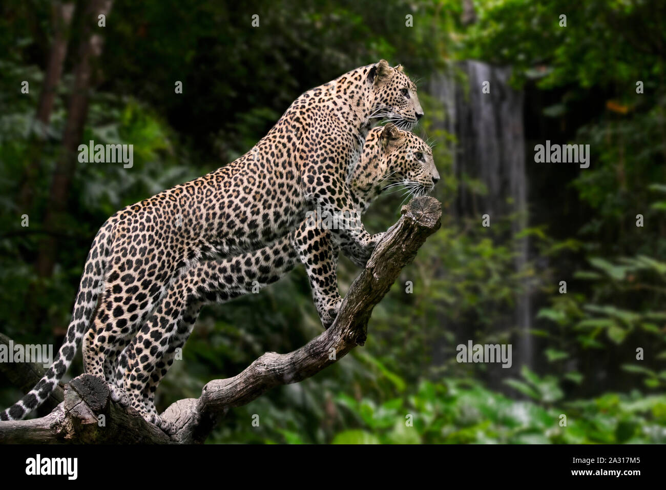 Sri Lankan leopard (Panthera pardus kotiya) pair in tree, native to Sri Lanka Stock Photo