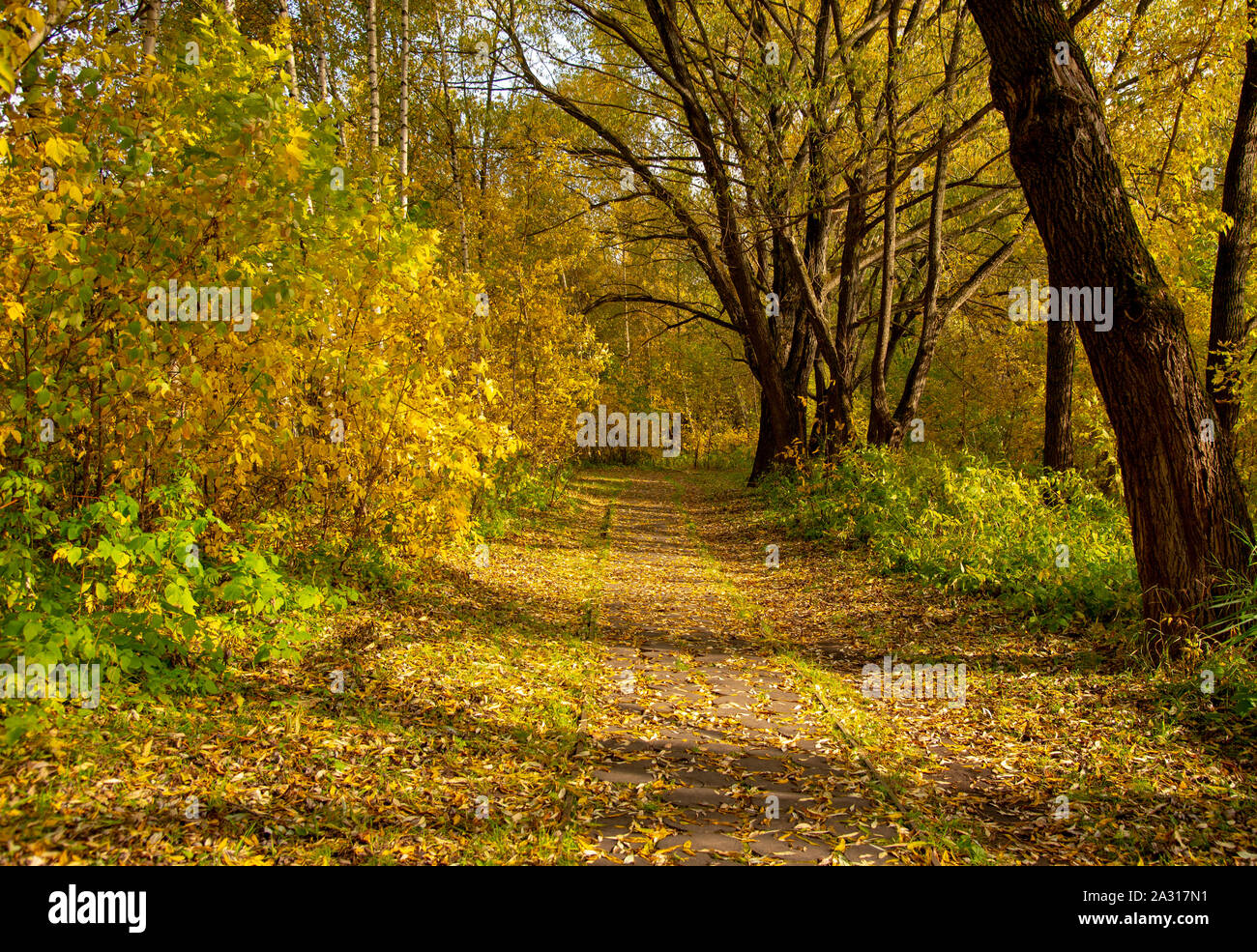 Alley in autumn Park. Trees with yellow foliage Stock Photo - Alamy