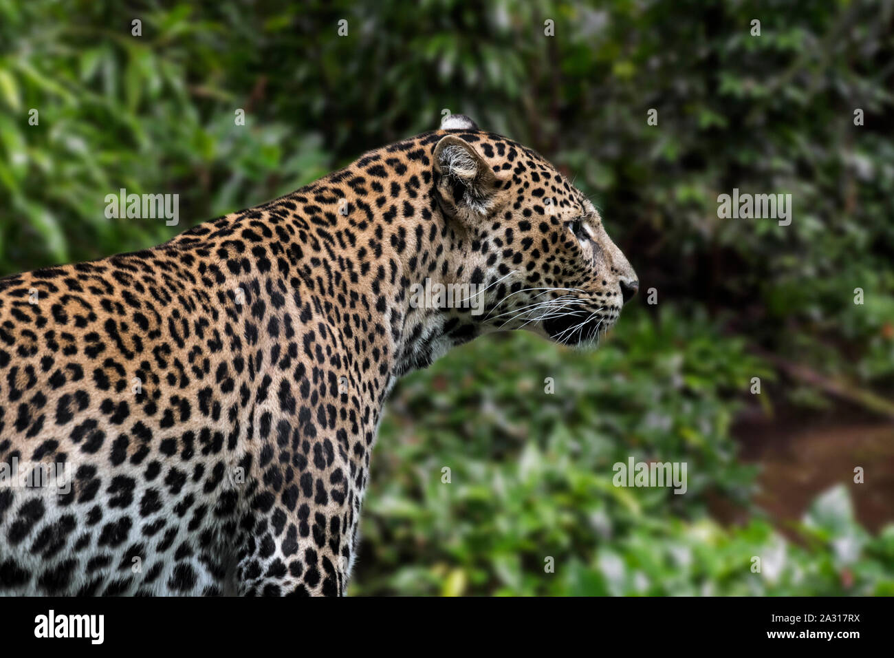 Javan leopard (Panthera pardus melas) in tropical rainforest, native to the Indonesian island of Java Stock Photo