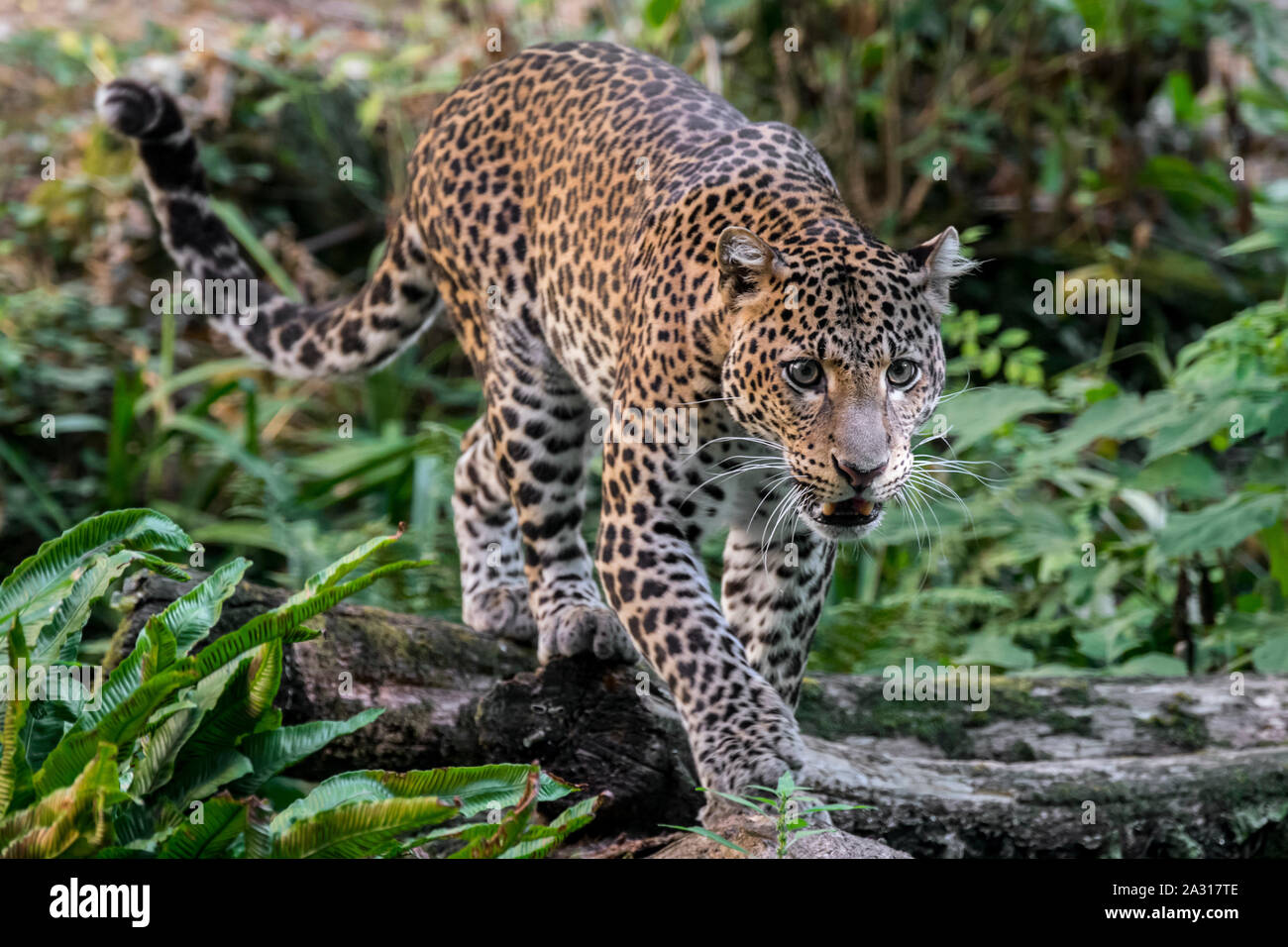 Javan leopard (Panthera pardus melas) hunting in tropical rainforest, native to the Indonesian island of Java Stock Photo