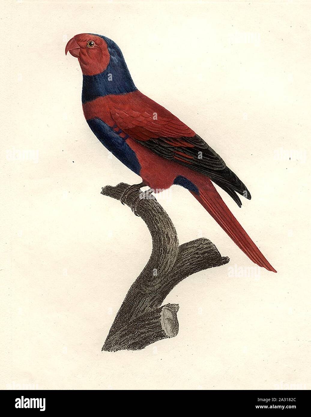 Eos squamata riciniata Barraband Stock Photo Alamy