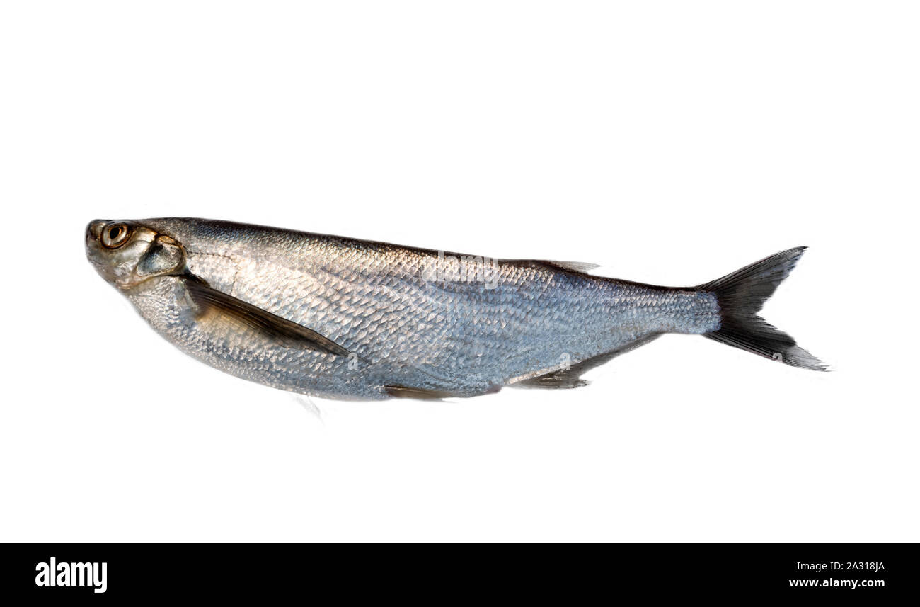 Silver fish on white background. Sabrefish (Pelecus cultratus) from the Delta of the river Volkhov, lake Ladoga, Russia Stock Photo