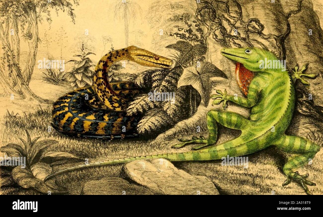 Epicrates inornatus & Anolis garmani 1888. Stock Photo