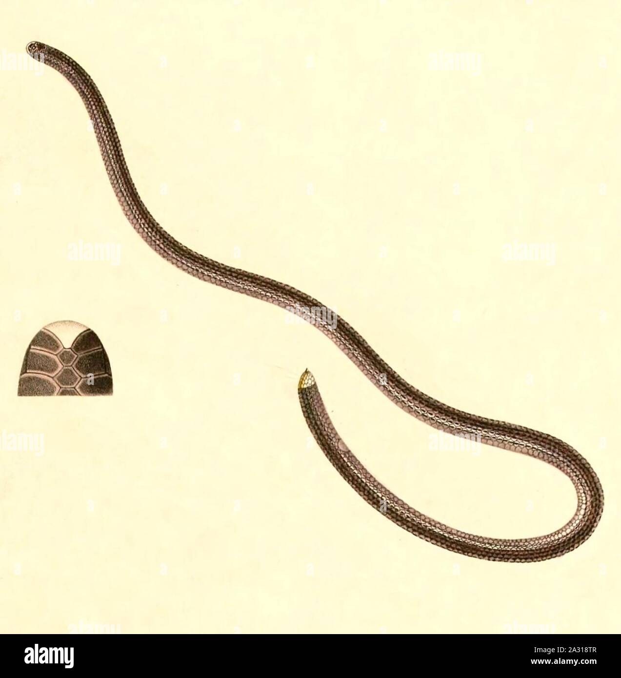Epictia tenella 1847 - cropping. Stock Photo
