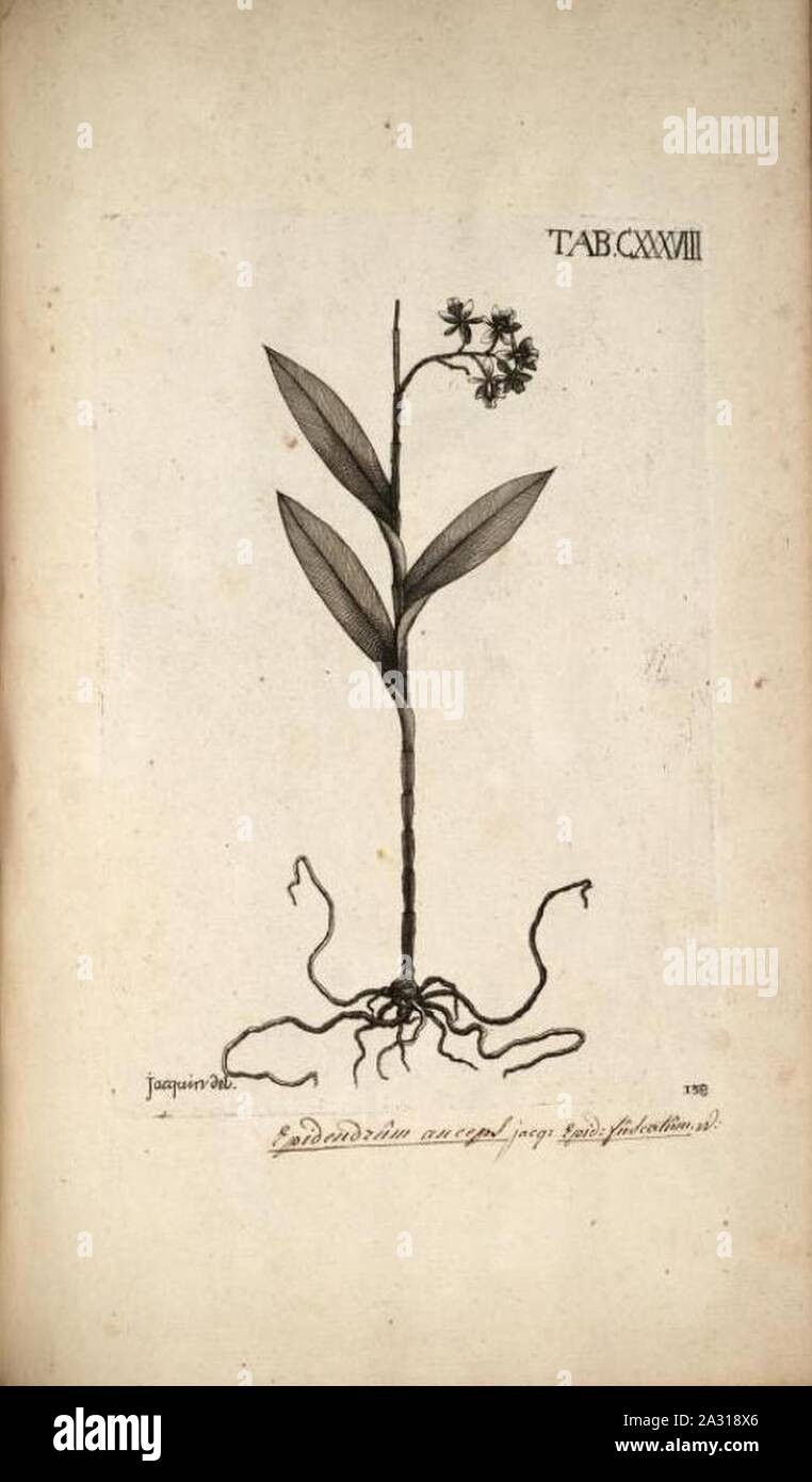 Epidendrum anceps - Jacquin - Selectarum vol. 2 tab. 138. Stock Photo