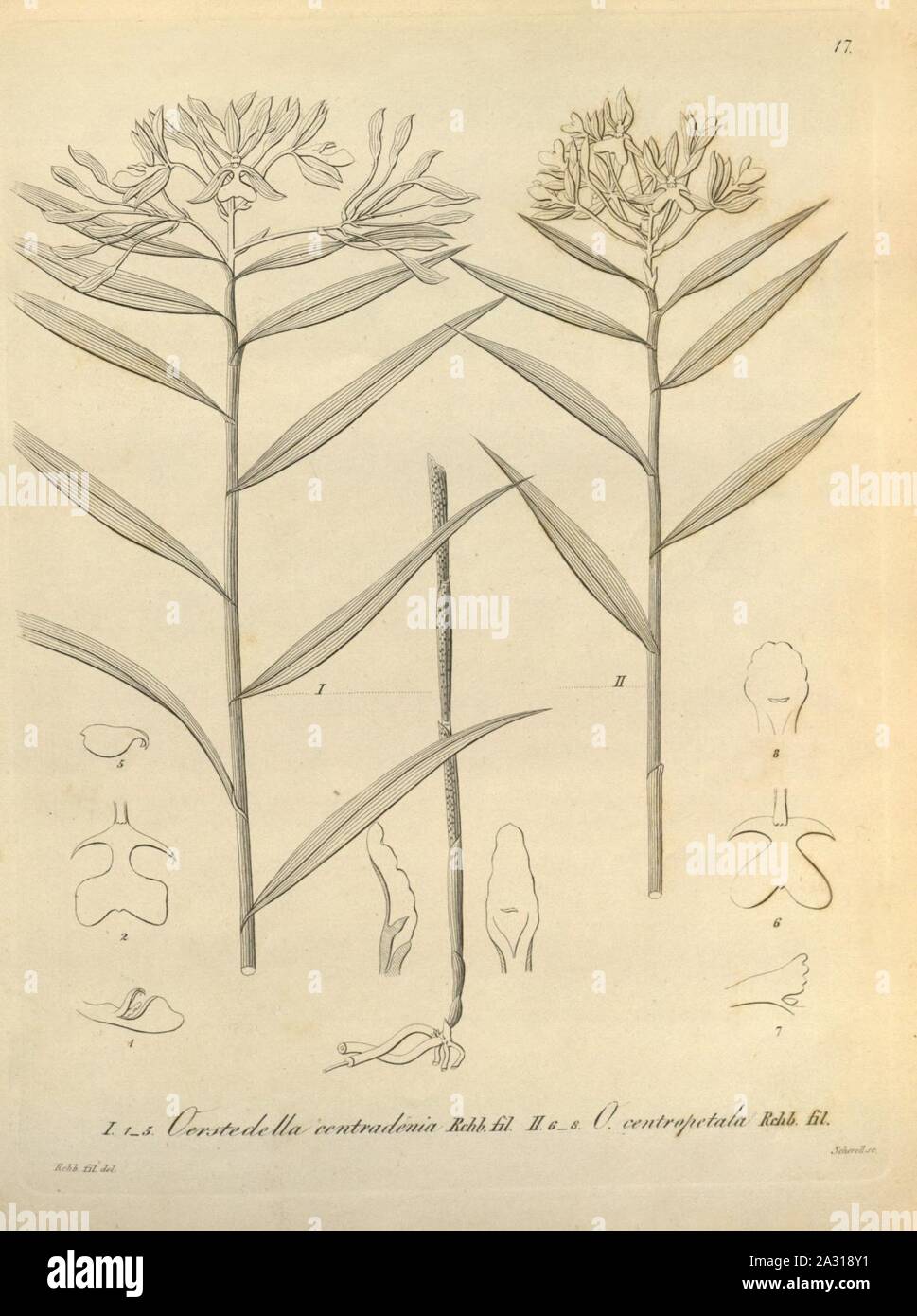 Epidendrum centropetalum (as Oerstedella centradenia and Oerstedella centropetala) - Xenia vol 1 pl 17 (1858). Stock Photo