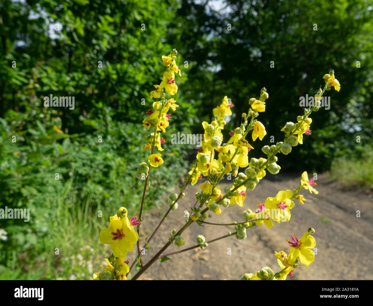 Wild yellow mallow by the road, similar to cheese flower (Malva neglecta). The valley of the river Pshish, the Main Caucasian ridge Stock Photo