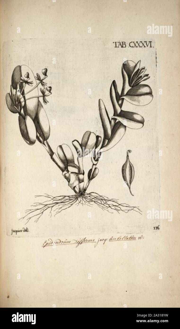 Epidendrum difforme - Jacquin - Selectarum vol. 2 tab. 136. Stock Photo