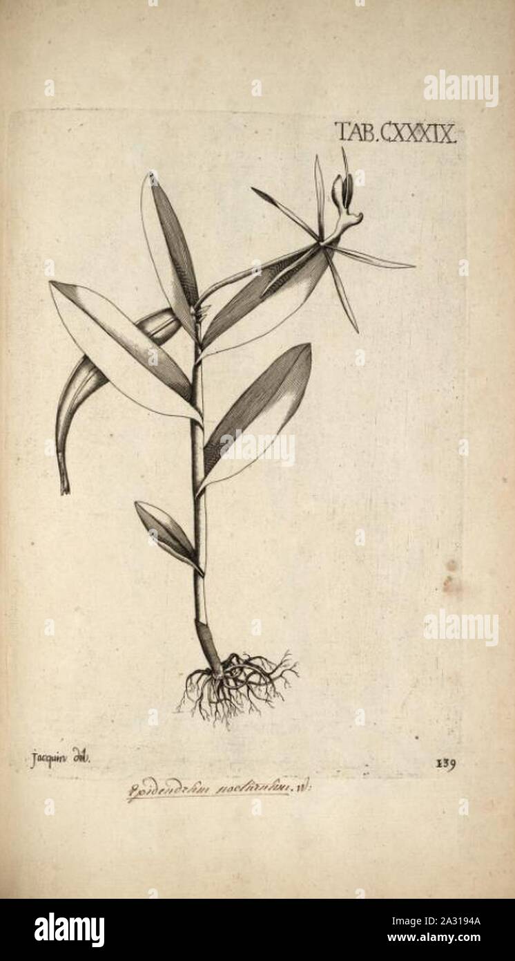 Epidendrum nocturnum - Jacquin - Selectarum vol. 2 tab. 139. Stock Photo