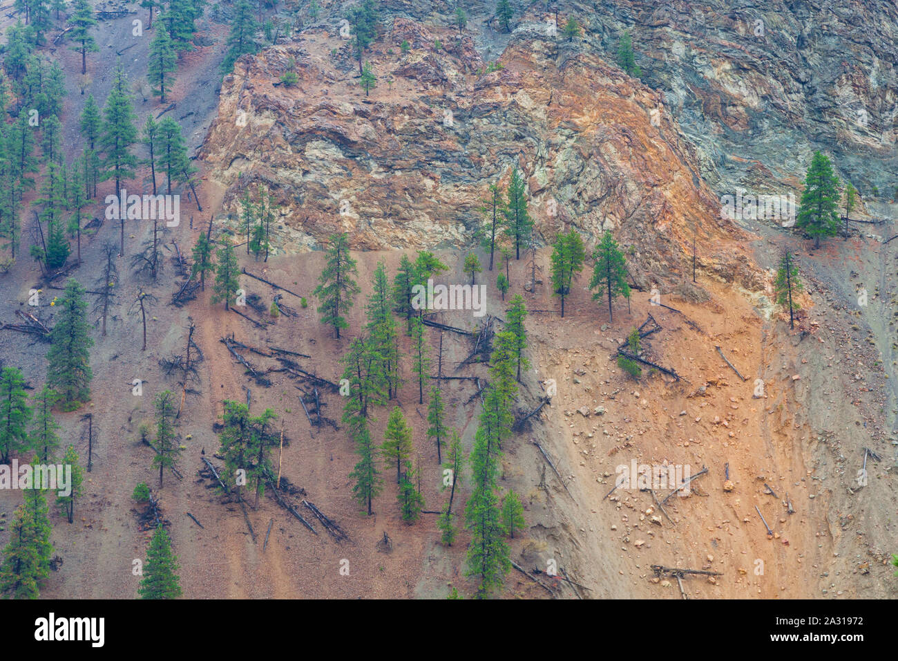 Hardy Pine trees growing on the steep scree slopes of the Thompson River canyon in British Columbia as seen from the Rocky Mountaineer tourist train Stock Photo