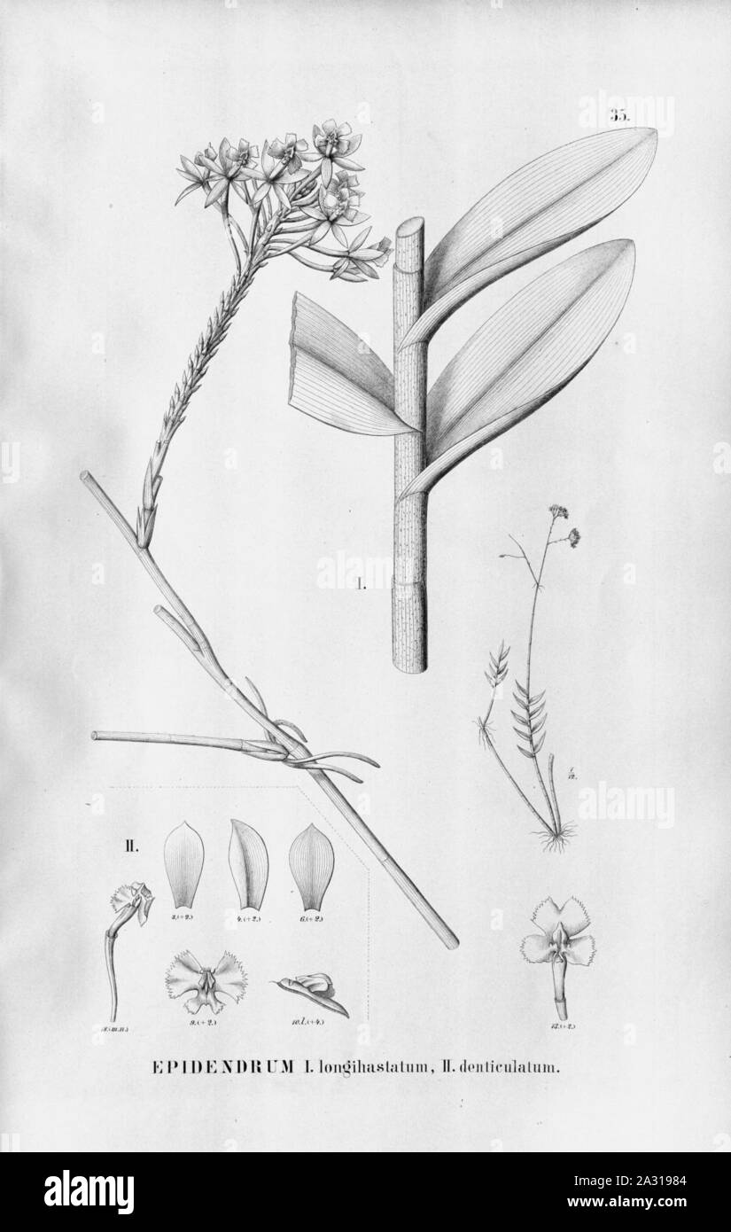 Epidendrum secundum (as Epidendrum longihastatum) and Epidendrum denticulatum - Fl.Br.3-5-35. Stock Photo