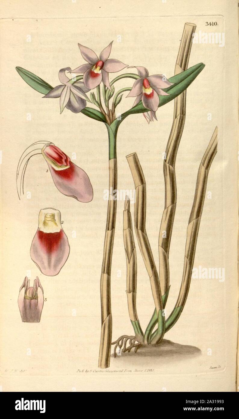 Epidendrum stenopetalum (Dimerandra stenopetala) Curtis v. 62 (N.S. 9) pl 3410. Stock Photo