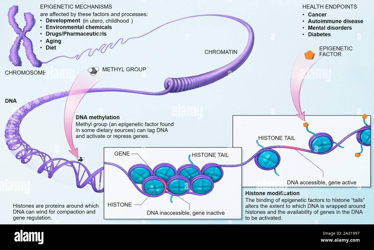 Developmental Epigenetics Epigenetic hi-res stock photography and images - Alamy