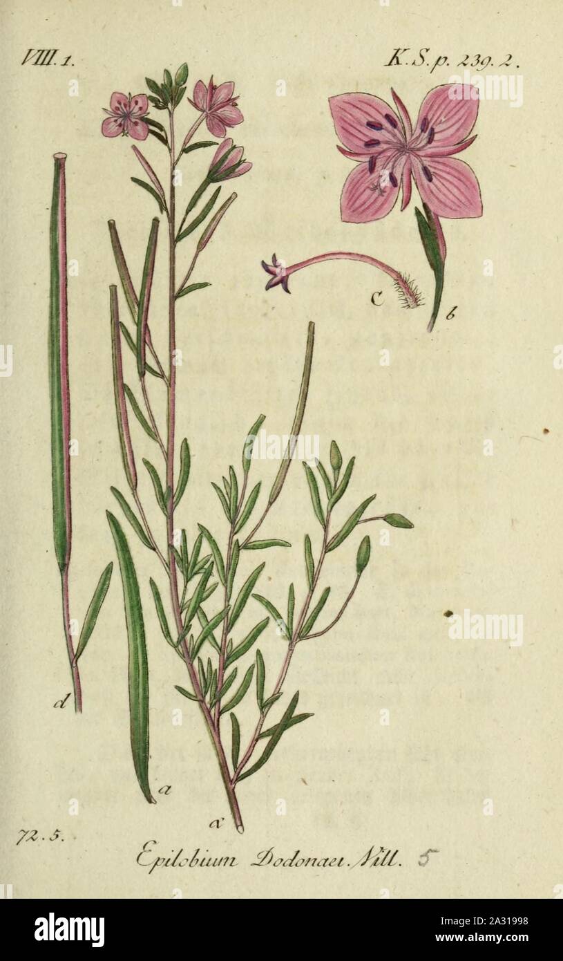 Epilobium dodonaei - Deutschlands flora in abbildungen nach der natur - vol. 17 - t. 5. Stock Photo