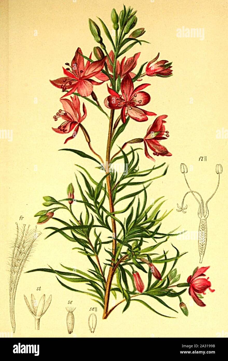 Epilobium dodonaei Atlas Alpenflora. Stock Photo