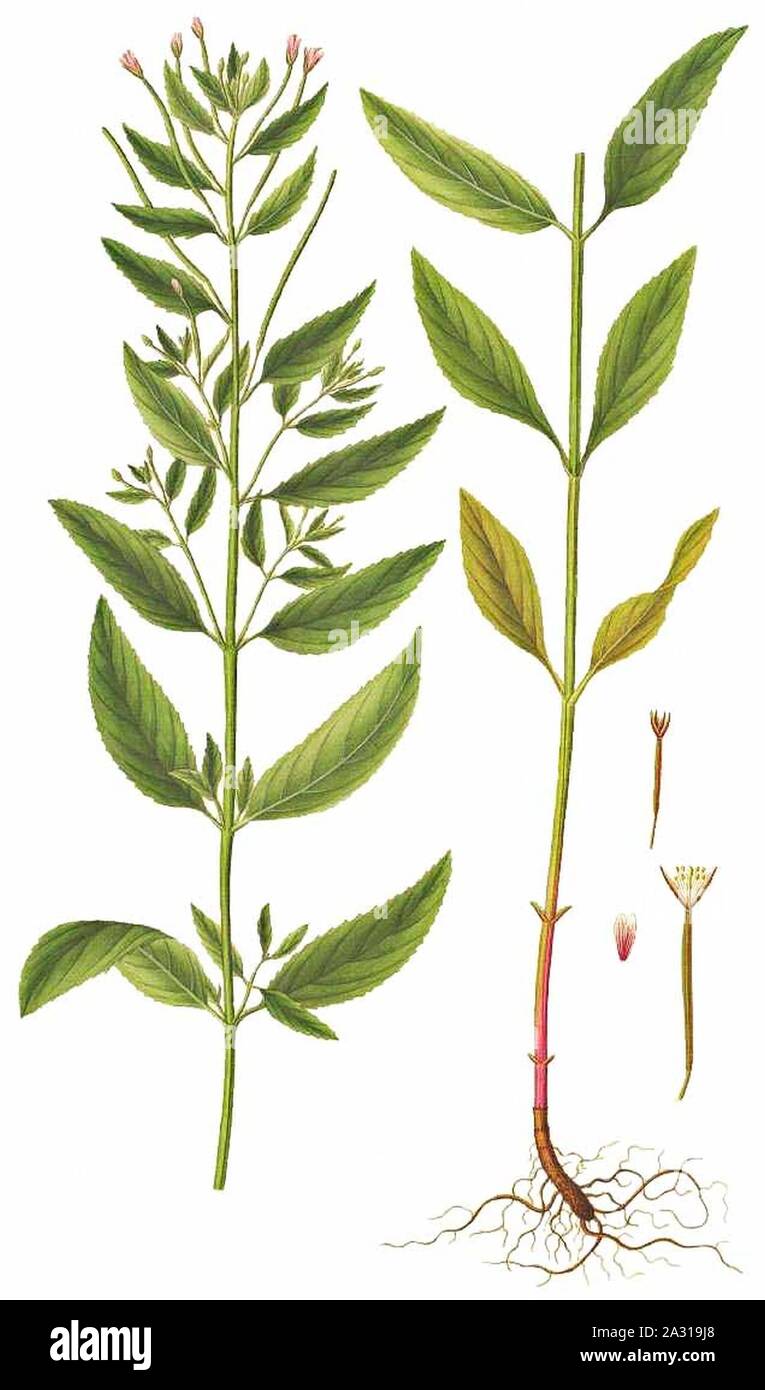 Epilobium roseum, Flora Danica 1815. Stock Photo