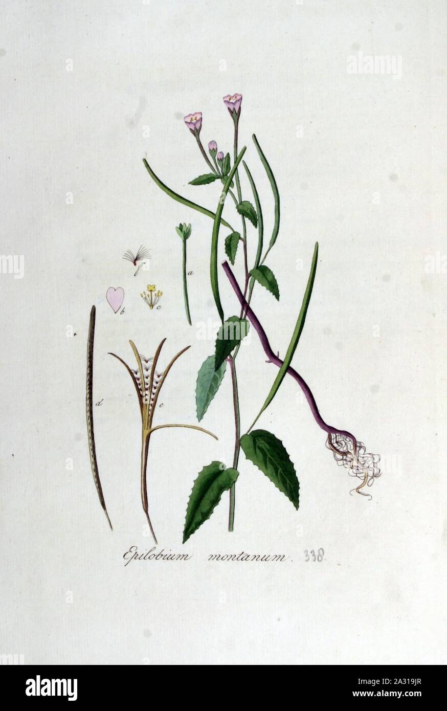Epilobium montanum — Flora Batava — Volume v5. Stock Photo